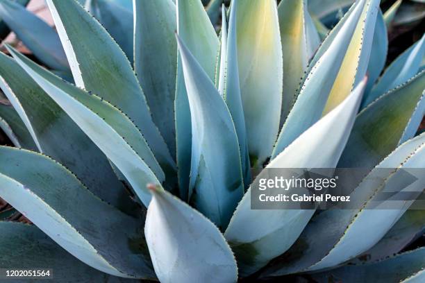 a blue agave from oaxaca, mexico - blue agave stock-fotos und bilder