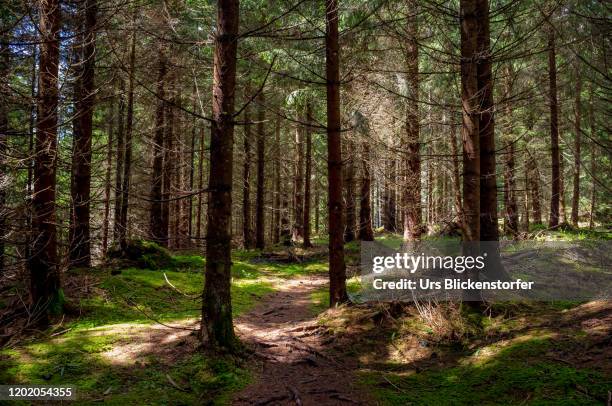 mystical forrest - schwyz stock pictures, royalty-free photos & images