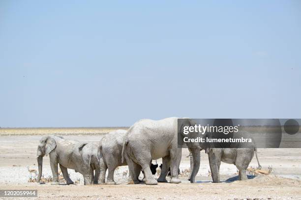 elefantes etosha - white elephant - fotografias e filmes do acervo