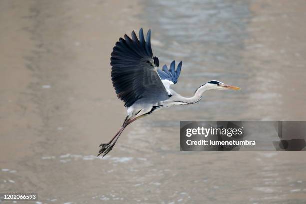 gray heron - gray heron stock pictures, royalty-free photos & images