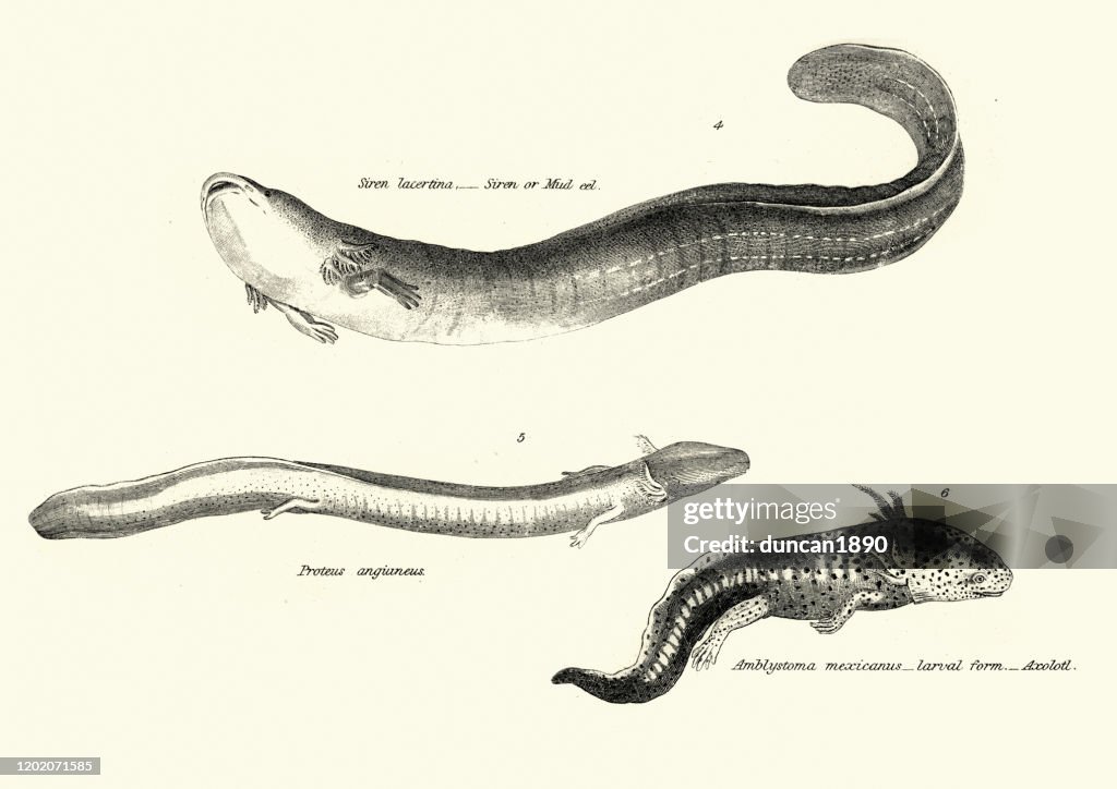 Amphibians, greater siren, Proteus angianeus, Axolotl