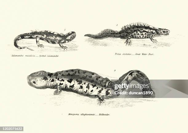 amphibien, gefleckter salamander, great water newt, hellbender - amphibie stock-grafiken, -clipart, -cartoons und -symbole