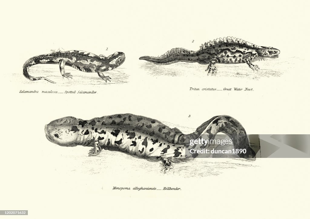 Amphibians, Spotted salamander, Great Water Newt, Hellbender