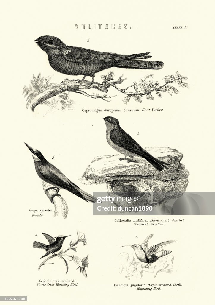 European nightjar, European bee-eater, Edible-nest Swiftlet, Humming bird