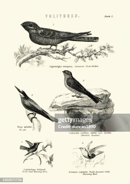 european nightjar, european bee-eater, edible-nest swiftlet, humming bird - caprimulgus europaeus stock illustrations