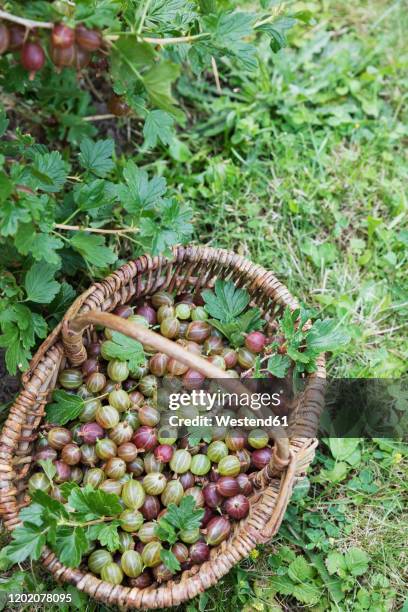 wicker basket full of freshly harvested gooseberries - stachelbeere stock-fotos und bilder