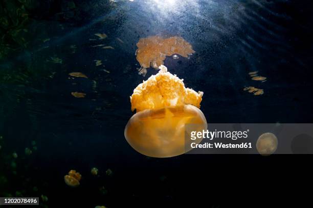 palau, eil malk island, jellyfish in jellyfish lake - palau stockfoto's en -beelden
