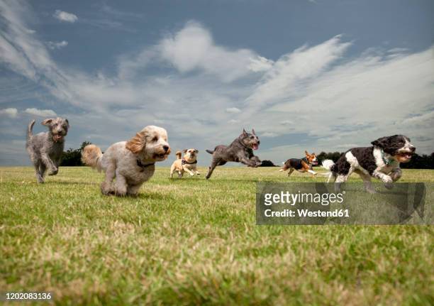 dogs chasing each other in a park, left to right: irish wolfhound, petit basset griffon vendeen, swedish vallhund, irish wolfhound, beagle, spinone italiano - irischer wolfshund stock-fotos und bilder