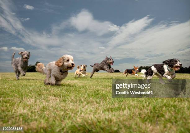 dogs chasing each other in a park, left to right: irish wolfhound, petit basset griffon vendeen, swedish vallhund, irish wolfhound, beagle, spinone italiano - dog running stock pictures, royalty-free photos & images