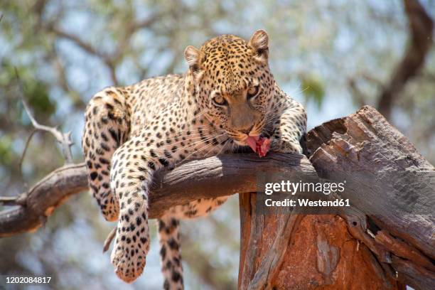 Leopard Eat Rabbit Leopard Lying Photos and Premium High Res Pictures - Getty Images
