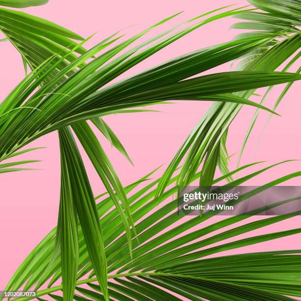 palm leaf pattern - palm tree leaf stock pictures, royalty-free photos & images