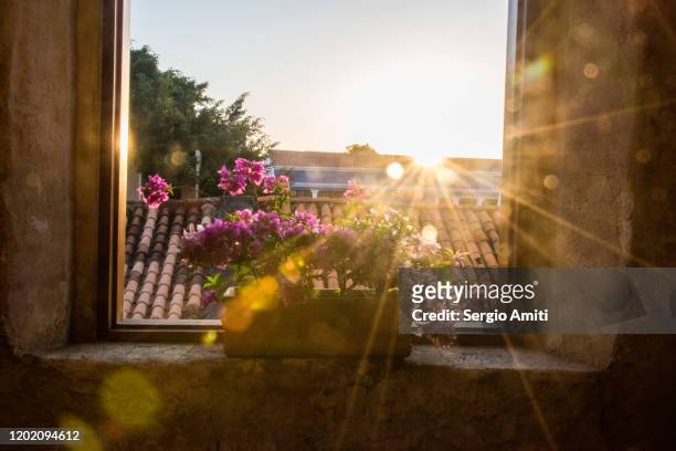 sunrise through window with flowers - dawn window stock pictures, royalty-free photos & images