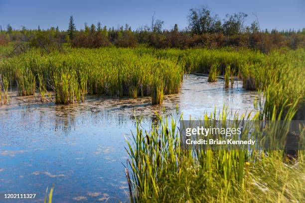peace country marsh - pantano zona húmeda fotografías e imágenes de stock