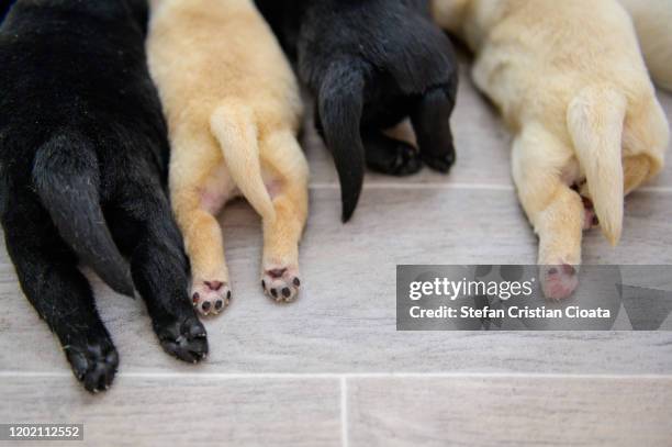 labrador puppy paws - love is blind stock-fotos und bilder