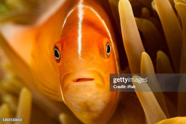 närbild av rosa anemonefish amphiprion perideraion i magnificent sea anemone heteractis magnifica, palau - palau bildbanksfoton och bilder