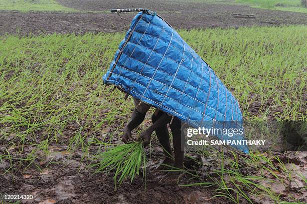 Cap Utara Rice 50 Saputara Hill Station Stock Photos, High-Res Pictures, and Images ...