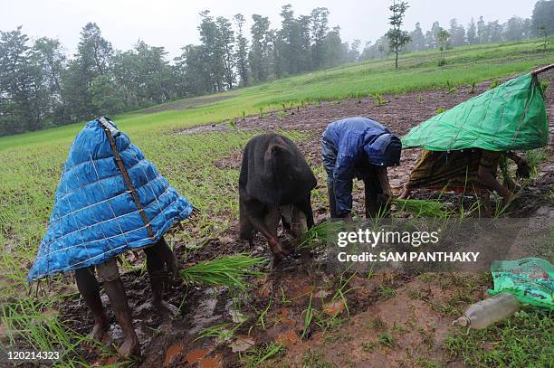 Cap Utara Rice Farmer Rain India Photos and Premium High Res Pictures - Getty Images