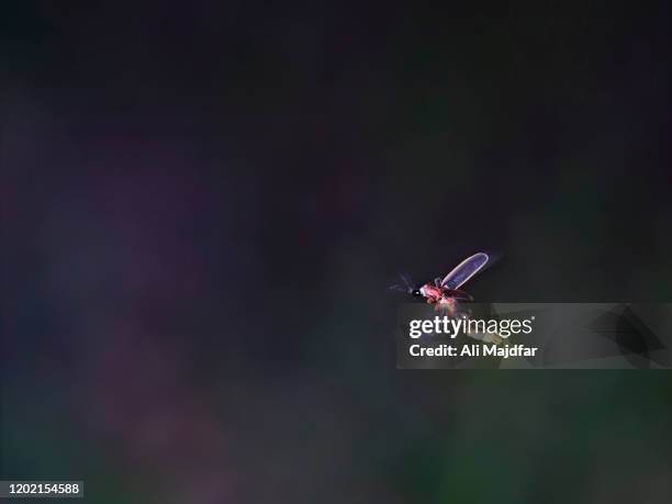 glowing firefly - fireflies stockfoto's en -beelden