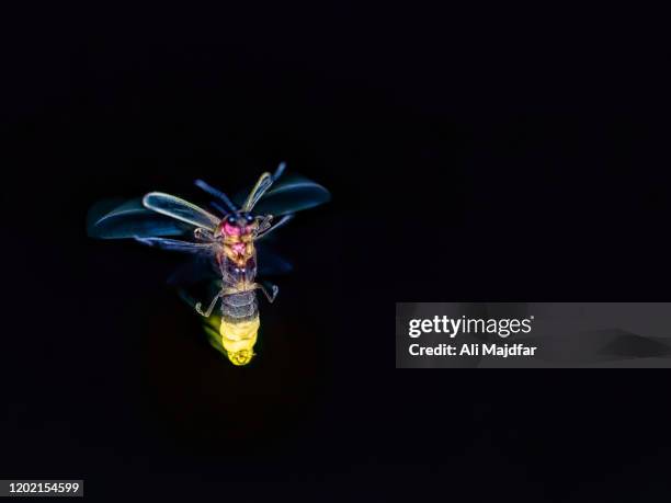 glowing firefly - fireflies stockfoto's en -beelden