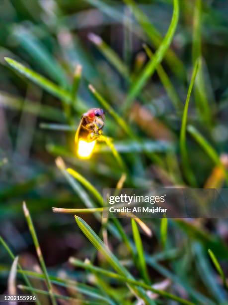 glowing firefly - firefly stock pictures, royalty-free photos & images