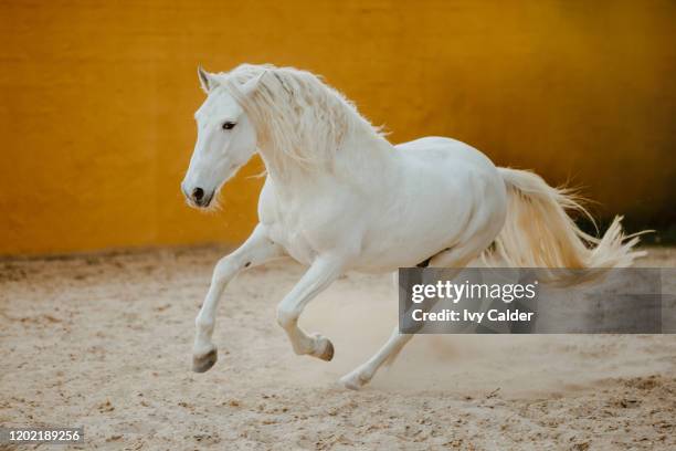 pre hengst schimmel in bewegung bei freilauf vor farbiger gelber wand - andalusian horse stock pictures, royalty-free photos & images