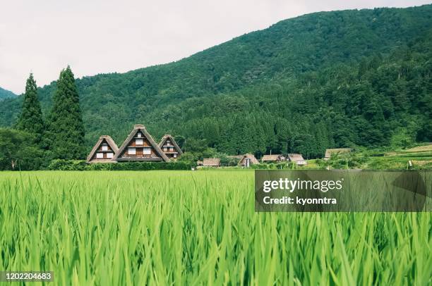 夏の日本古い村白川郷ガスショルズリ - かやぶき屋根 ストックフォトと画像