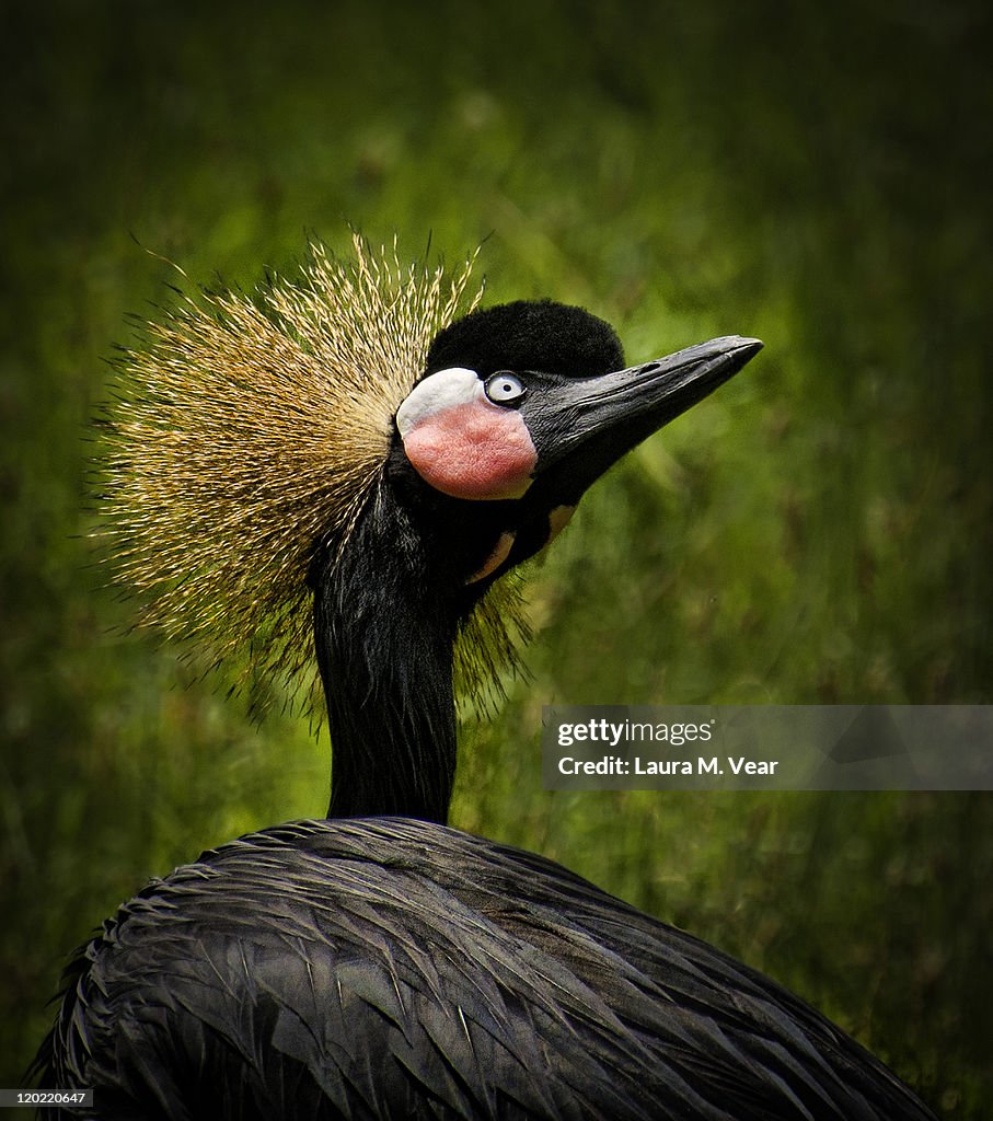 African crowned crane