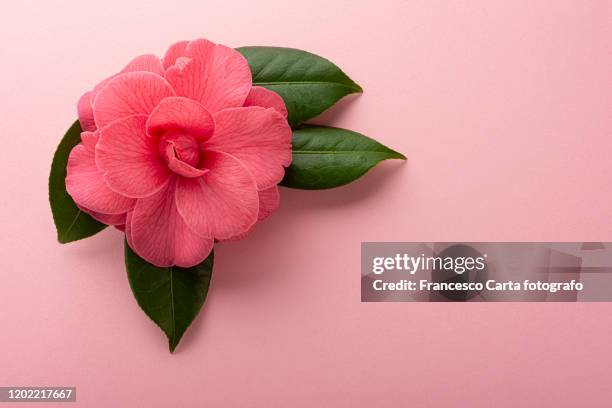 pink camellia - camellia foto e immagini stock