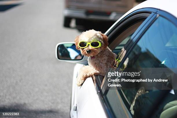 dog looking out - sunglasses and puppies stock pictures, royalty-free photos & images