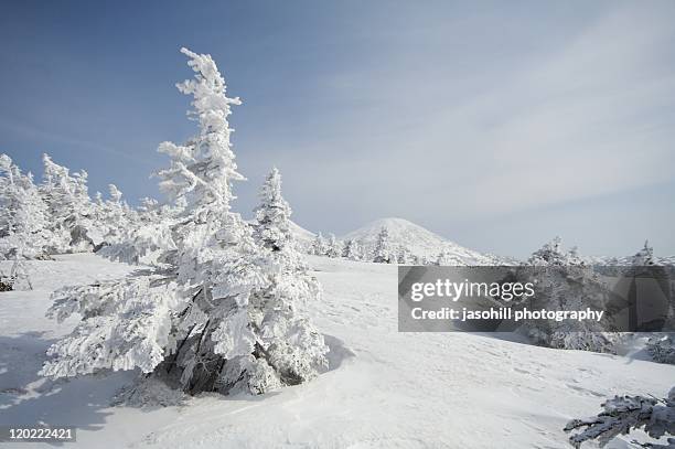 snow covered trees - prefeitura de aomori imagens e fotografias de stock