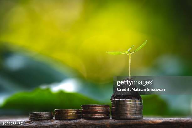 tree growing on coins. - sustainable investment stock pictures, royalty-free photos & images