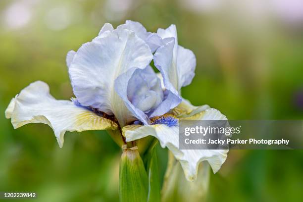 close-up image of a pale blue bearded iris summer flower also known as iris germanica - bearded iris stockfoto's en -beelden