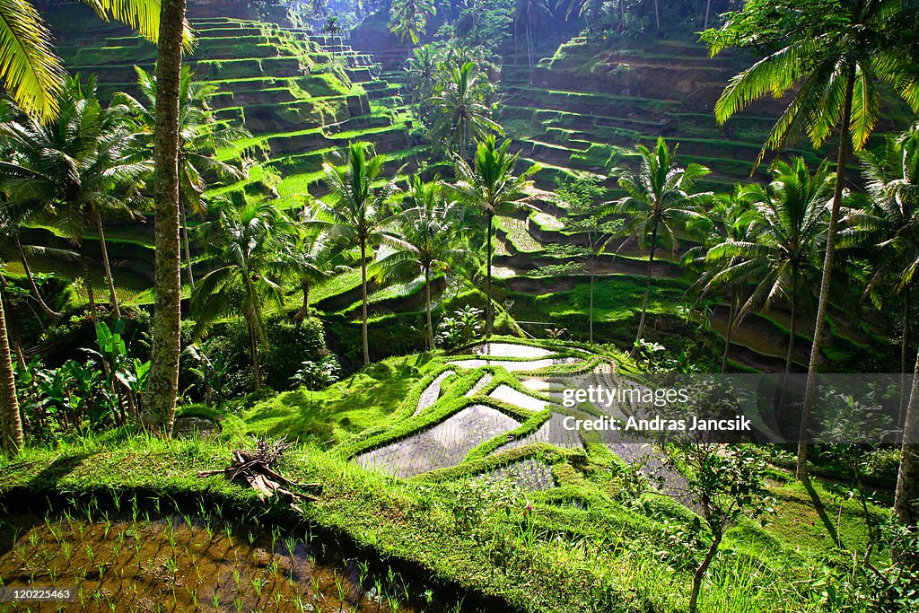 Bali, rice terraces of Tegallalang