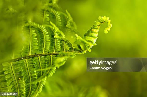 blooming green fern abstract background in the forest - silver fern stock pictures, royalty-free photos & images