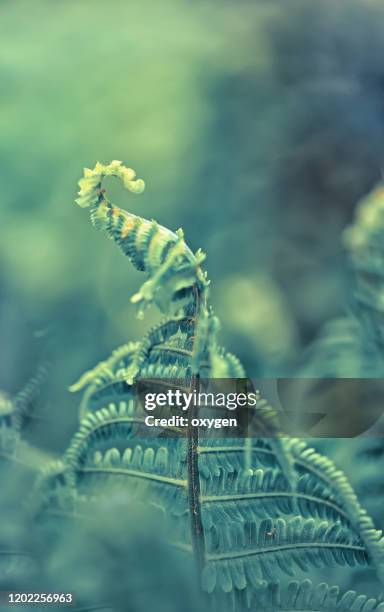 blooming green fern abstract background in the forest - silver fern stock pictures, royalty-free photos & images