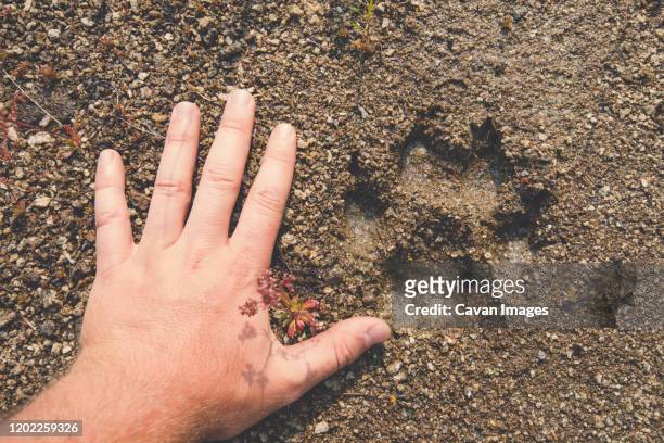 human hand next to cougar print. - animal footprint stockfoto's en -beelden
