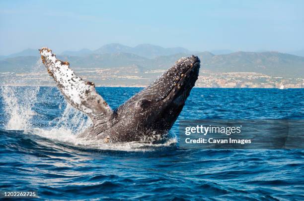 humpback whale breaching off the coast of cabo san lucas, mexico - grey whale stock pictures, royalty-free photos & images