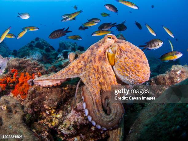 an octopus looking for some meal in the mediterranean sea - pulpo fotografías e imágenes de stock