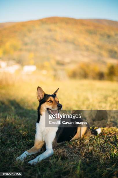 resting dog on grass with mountains landscape - smooth collie stock pictures, royalty-free photos & images