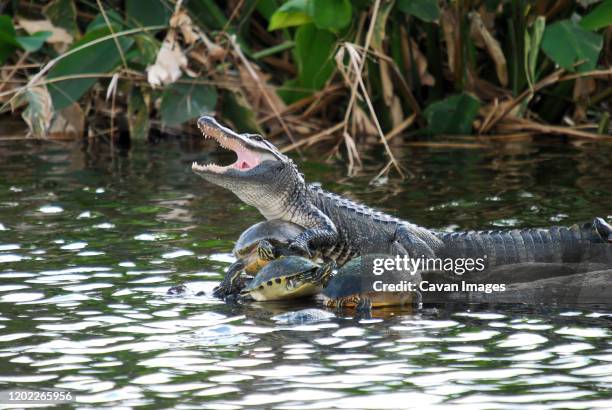 the alligator and the turtle - red bellied turtles photos et images de collection