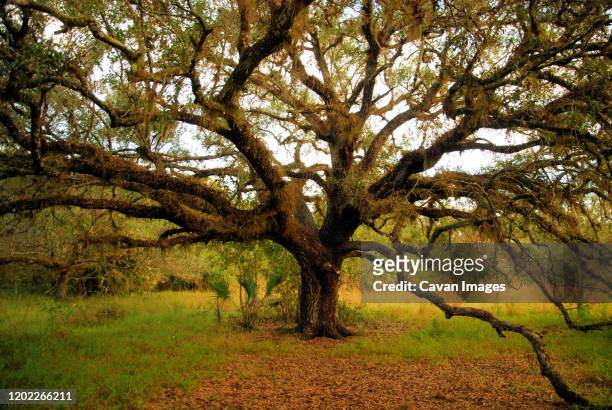 ancient live oak tree and south central landscape of southern florida - south florida v central florida stock-fotos und bilder