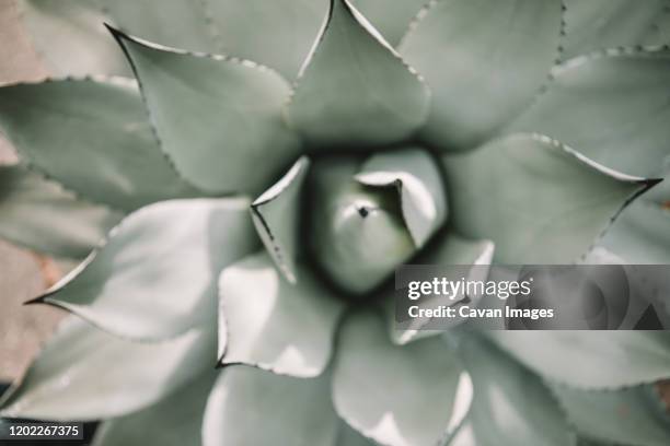 overhead view of a suculent plant - echeveria stock pictures, royalty-free photos & images