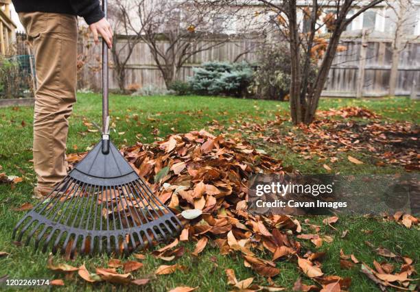 cropped image of boy raking leaves in a backyard on a fall day. - rake stock pictures, royalty-free photos & images