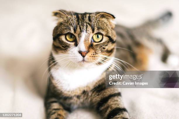 low angle view of cat looking away - cat eye stock pictures, royalty-free photos & images