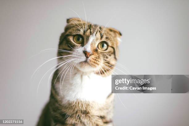 low angle view of cat looking at camera, on white background - meowing ストックフォト��と画像