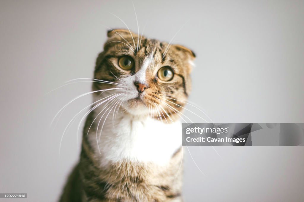Low angle view of cat looking at camera, on white background
