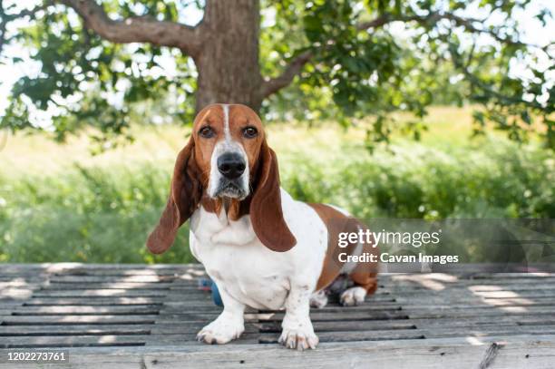 basset hound dog sits on a bench in a local park - basset stock-fotos und bilder