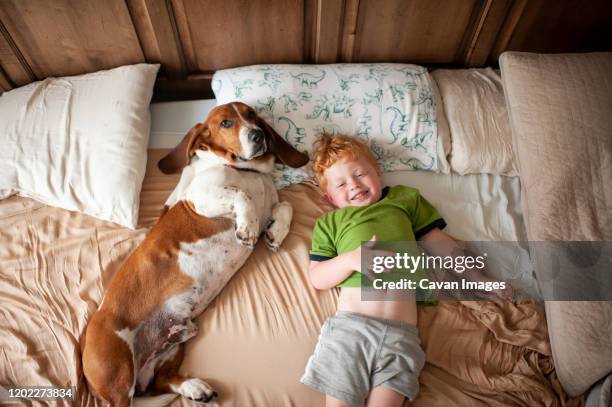 toddler boy waking up with basset hound dog next to him at home in bed - springer spaniel stock pictures, royalty-free photos & images