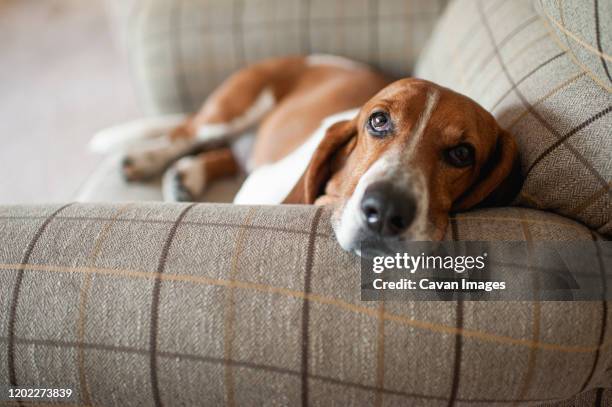 basset hound dog relaxing in large plaid chair at home - basset hound stockfoto's en -beelden