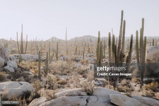 cactus field in mexican desert - baja california photos et images de collection